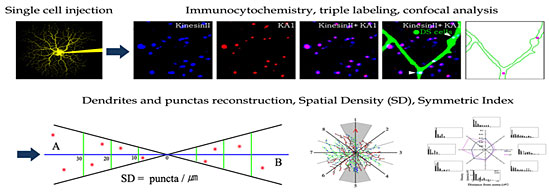 Neuronal cell signal analysis