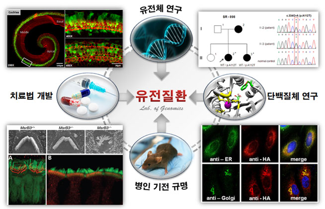 유전체 연구, 치료법 개발, 단백질체 연구, 병인 기전 규명으로 유전질환의 발병 가능성을 낮출 수 있다